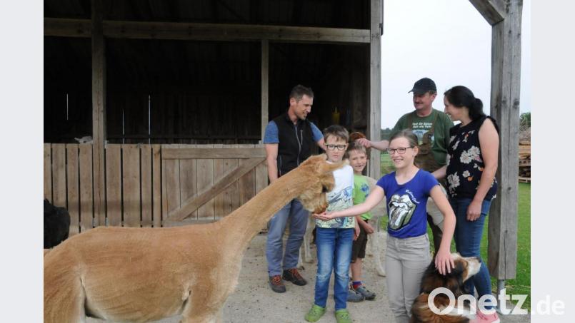 Das Ehepaar Stefan Vogler (links) und Tanja Vogler (rechts) haben ihren Urlaub auf dem Grießlhof für sich und ihre Kinder Silvan, Mattis und Luisa schon im November gebucht, als von Corona noch nicht gesprochen wurde. Das Füttern der Alpakas gemeinsam mit Karl Balk gehört zu den tägliche Höhepunkten eines Ferientages. Bild: bey