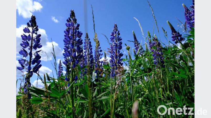 Ein frühsommerliches Farbfeuerwerk. Bild: do