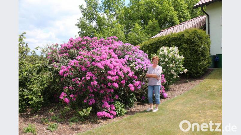 Luise Veigl aus Unterbruck nennt einen stattlichen Rhododendron ihr Eigen. Eigentlich sind es zwei Pflanzen, die seit über 25 Jahren in ihrem Garten stehen und über die sie sich in jedem Frühling freuen kann. Bild: rpp