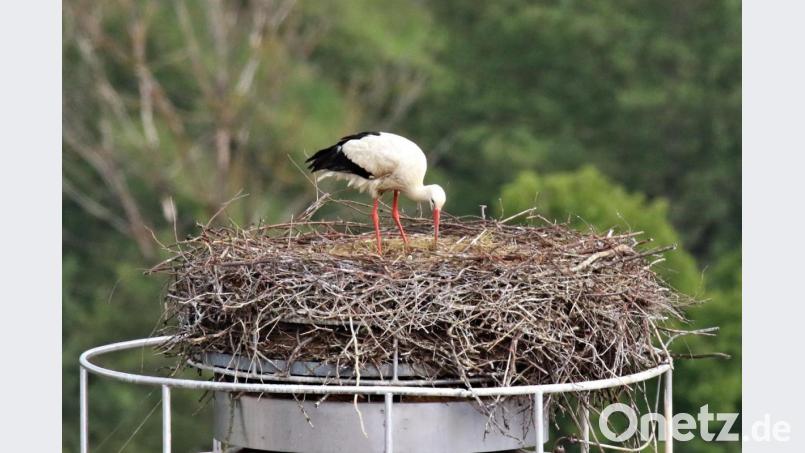 Die Störchin ordnet noch ihr Nest. Der Brut- und Pflegetrieb lässt nach einem Verlust erst langsam nach. Bild: tu