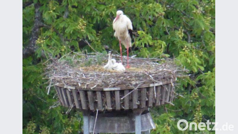 Der Storch kümmert sich um seinen Nachwuchs. Bild: fsb