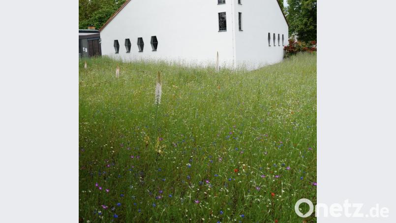 Kornblumen, Raps und Mohnblumen sowie Sternkugellauch prägen gegenwärtig das Bild der insektenfreundlichen Blühwiese vor der Auferstehungskirche. Bild: weu