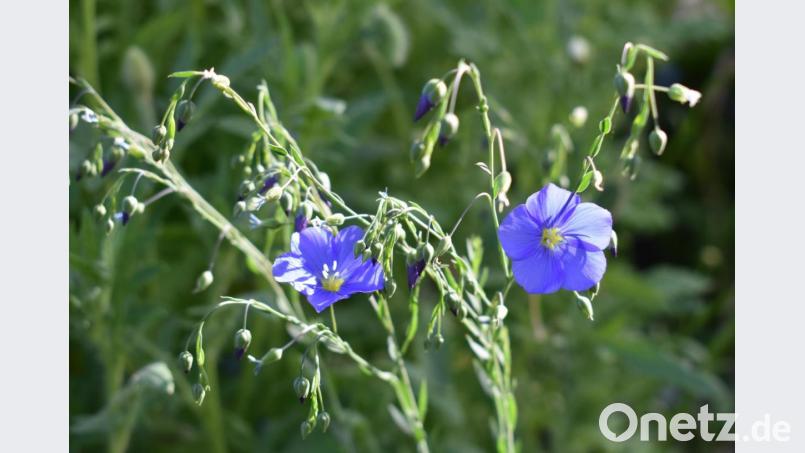Der Staudenlein sieht wunderbar aus und bietet Nahrung für Insekten. Bild: rgr