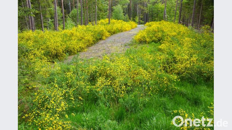 In ein gelbes Blumenmeer verzaubert blühender Ginster die Zufahrt und den Holzlagerplatzes im Forst an der Kreisstraße nach Göppmannsbühl. Bild: bkr