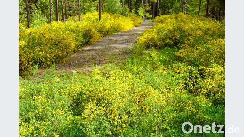 In ein gelbes Blumenmeer verzaubert blühender Ginster die Zufahrt und den Holzlagerplatzes im Forst an der Kreisstraße nach Göppmannsbühl. Bild: bkr