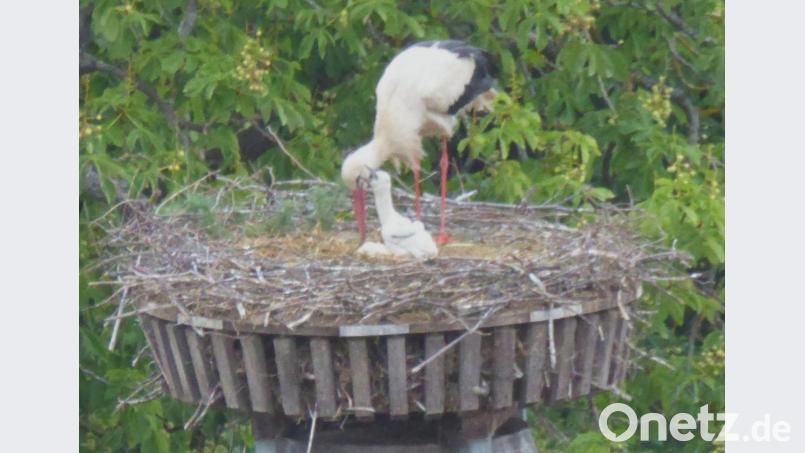 Der Storch kümmert sich um seinen Nachwuchs. Bild: fsb