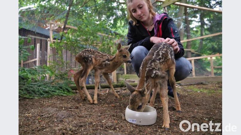 Veronika Vachenauer hockt in einem Gatter und hat zwei junge Rehkitze bei sich. Foto: Benjamin Liss/dpa/Archivbild Bild: Benjamin Liss