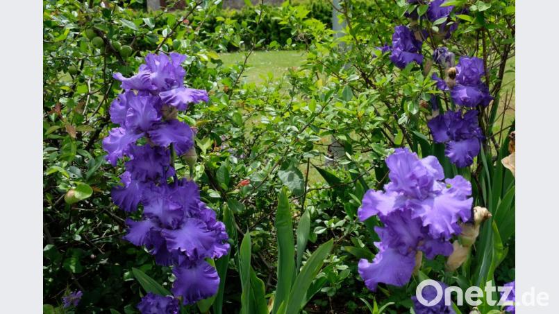 Die Lilien genießen hohe Symbolkraft Bild: do