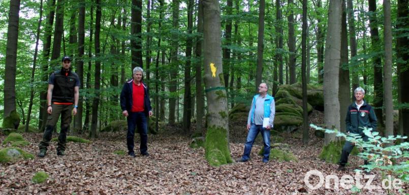 Forstamtmann Sebastian Höllerer, Bürgermeister Robert Lindner, Peter Fleischmann und Forstdirektor Gerhard Hösl (von links) begutachten die Biotopbäume in der Gemeindewaldung. Bild: mef