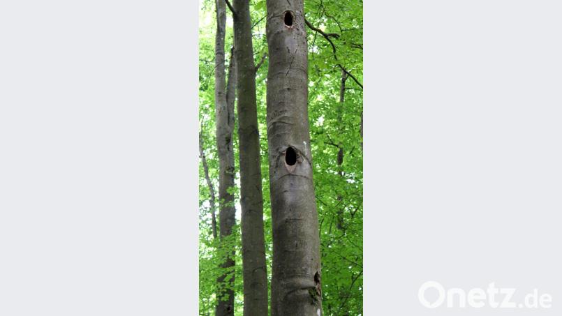 Die Höhlen in der Rotbuche dienen unter anderem dem Schwarzspecht und Waldkauz als Nist-, Brut- und Wohnstätte. Bild: mef