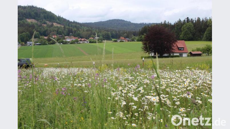 Am Fuße der Kösseine erstrahlt in Schurbach zurzeit ein Blütenmeer - gebildet von verschiedenen heimischen Blumen. Bild: soj