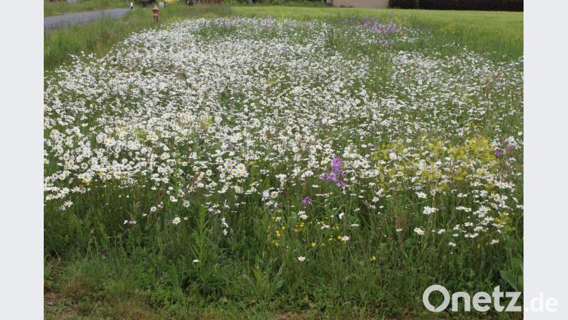 Eine Blumenwiese wird zum Blütenmeer Bild: soj