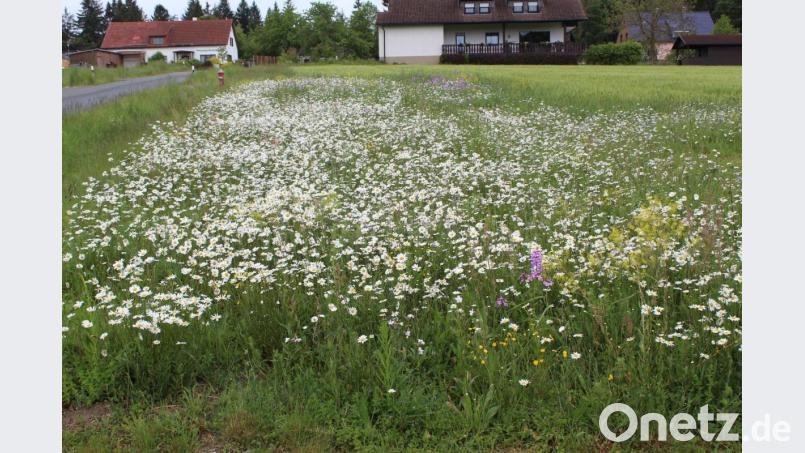 Eine Blumenwiese wird zum Blütenmeer Bild: soj