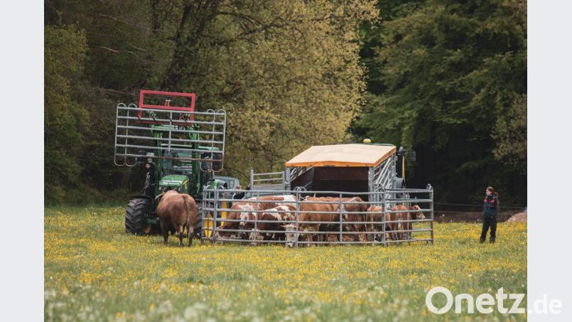 Die jungen Kälber, die zum ersten Mal auf die Weide kommen, werden einige Minuten mit ihren Müttern im Gatter beisammengehalten. So können sie sich um schauen und langsam an den Ort gewöhnen, bevor die Herde freudig über die Weide springt. Bild: Martin Kohl