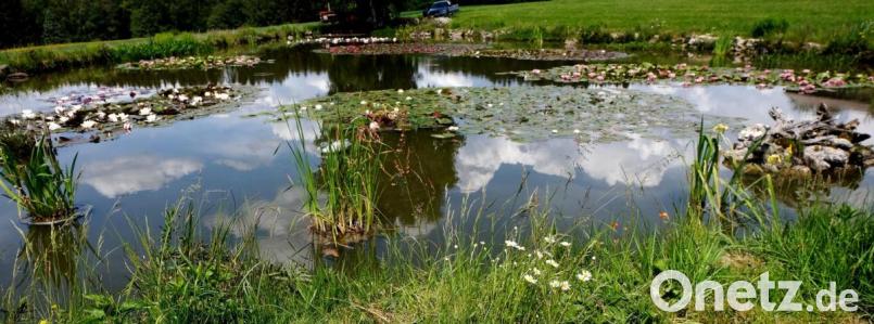 Ein Hingucker ist der blühende Seerosenteppich bei Schnepfenhof. Gepflegt wird die Teichanlage von Roswitha Sollfrank. Bild: le