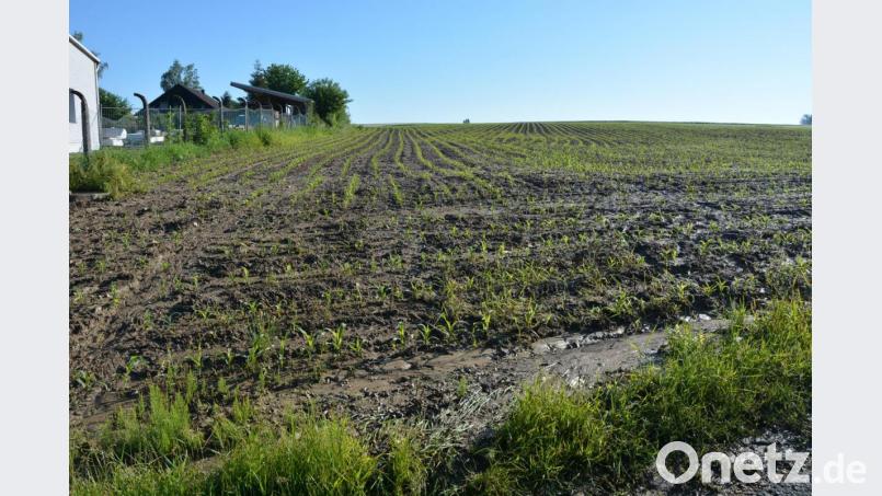 Von diesem Maisfeld aus setzte sich die braune Brühe in Bewegung und floss durch die Hohlgasse auf den Pfarrer-Naber-Platz. Das Feld befindet sich gleich hinter der Wohnbebauung am Groppenheimer Weg Bild: jr