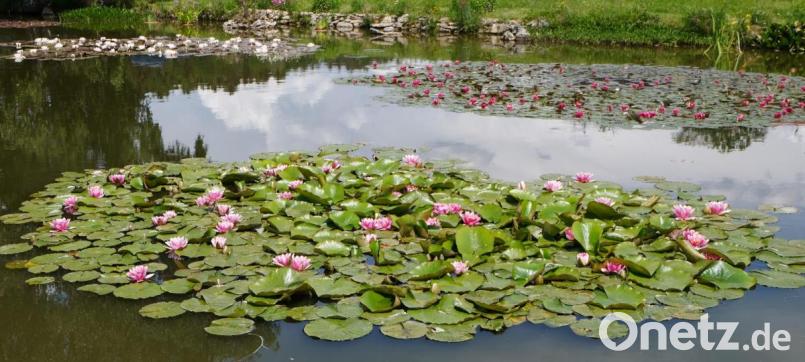 Ein Hingucker ist der blühende Seerosenteppich bei Schnepfenhof. Gepflegt wird die Teichanlage von Roswitha Sollfrank. Bild: le