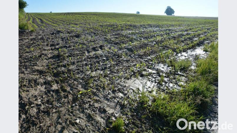 Von diesem Maisfeld aus setzte sich die braune Brühe in Bewegung und floss durch die Hohlgasse auf den Pfarrer-Naber-Platz. Das Feld befindet sich gleich hinter der Wohnbebauung am Groppenheimer Weg Bild: jr