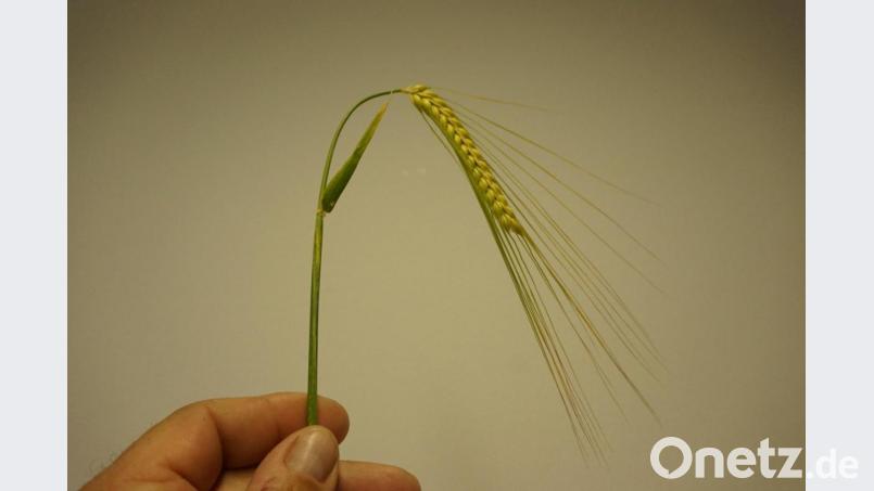 Eine Wintergerstenähre mit Laternenblütigkeit. Bild: BBV Schwandorf/exb