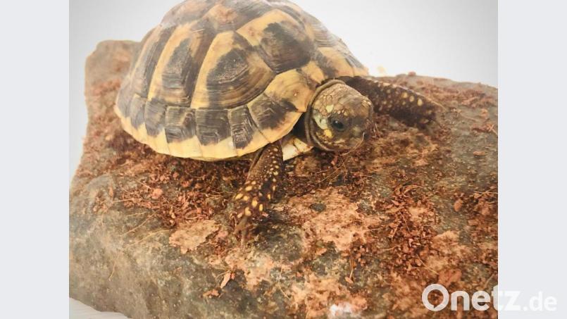 &quot;Lotte&quot; ist endlich wieder da. Bild: exb