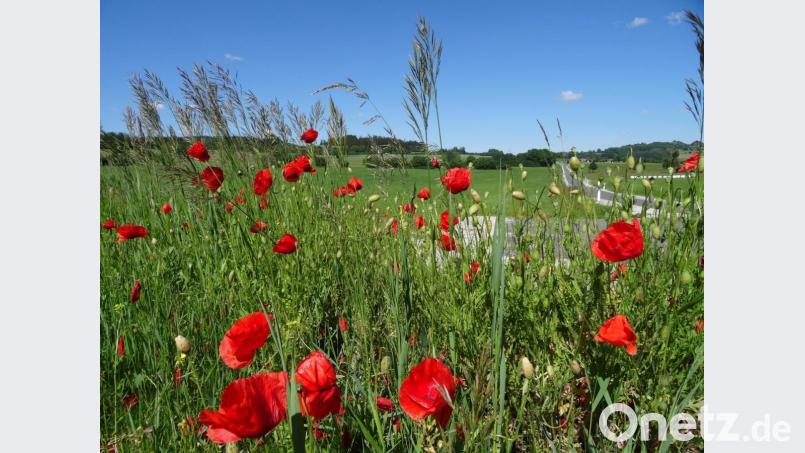 Mohnblumen erfreuen Herz und Auge. Bild: ak