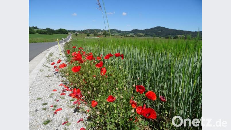 Mohnblumen erfreuen Herz und Auge. Bild: ak