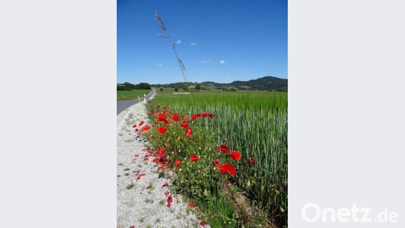 Mohnblumen erfreuen Herz und Auge. Bild: ak