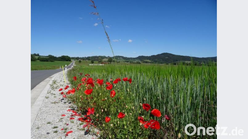 Mohnblumen erfreuen Herz und Auge. Bild: ak