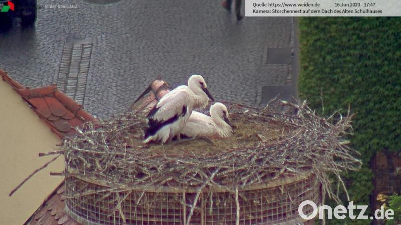 Da waren es nur noch zwei im Nest auf dem Alten Schulhaus. Bild: Webcam Stadt Weiden