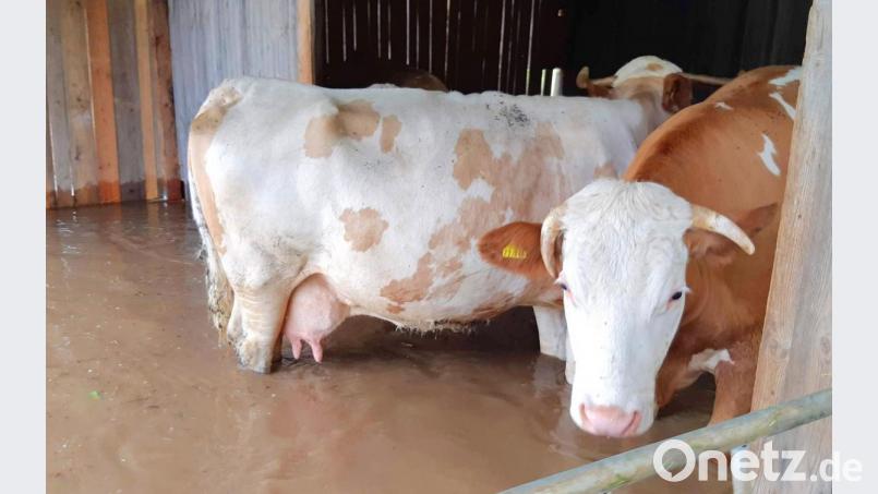 Im Waidhauser Ortsteil Papiermühle steht eine Kuhherde plötzlich mitten drin im Hochwasser. Bild: fjo