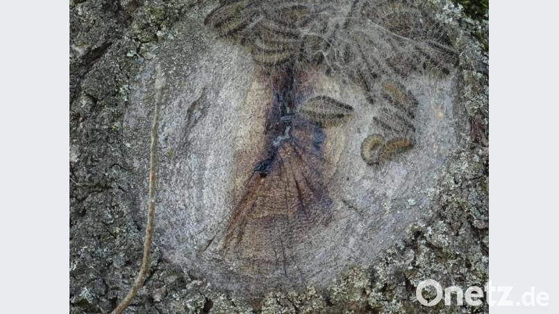 An dem Baum fanden die Verantwortlichen des Schäferhundevereins eine Ansammlung von Raupen des Eichenprozessionsspinners. Bild: ak