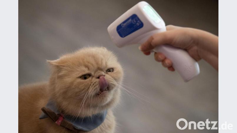 Tierärzte, die auf Corona testen, müssen positive Fälle bei den Behörden anzeigen. Das soll für alle vom Menschen gehaltenen Tiere gelten. Bild: Sakchai Lalit