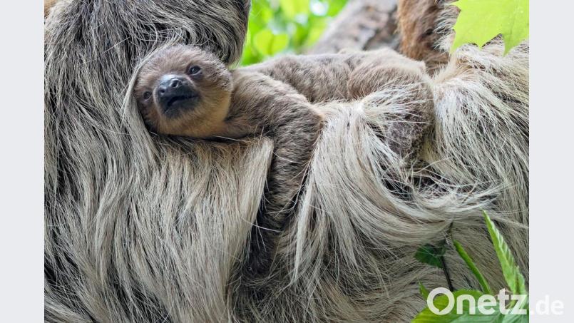 Ein junges Faultier hängt im Tierpark Hellabrunn im Fell seiner Mutter. Archivbild: Michael Matziol/dpa