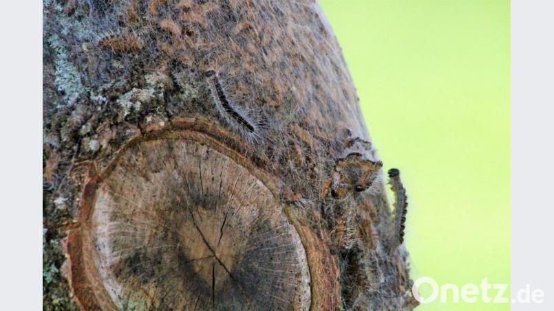 Die Raupen sind nur optisch harmlos, mit der menschlichen Haut sollten sie nicht in Berührung kommen. Bild: stg