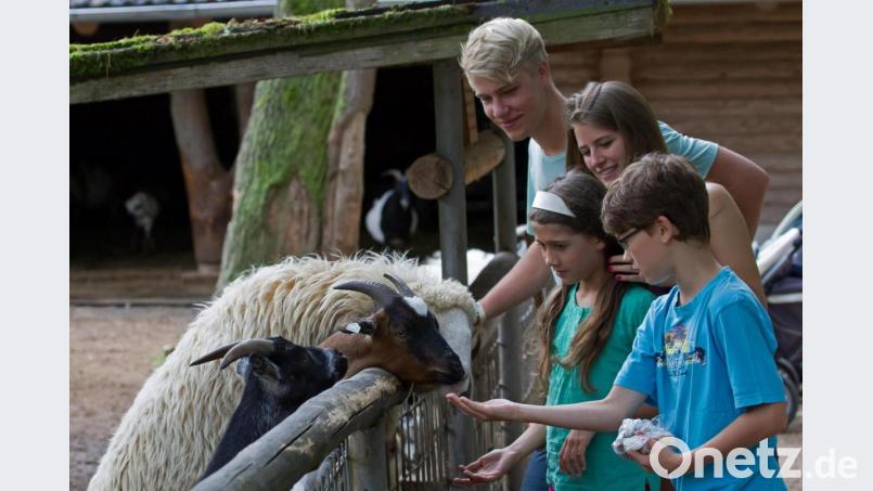 Das wird vor allem Kinder und Familien freuen: Ab Montag dürfen wieder Ausflüge in den Wildpark Höllohe gemacht werden. Archivbild: Tourismus Oberpfälzer Wald / Stefan Gruber
