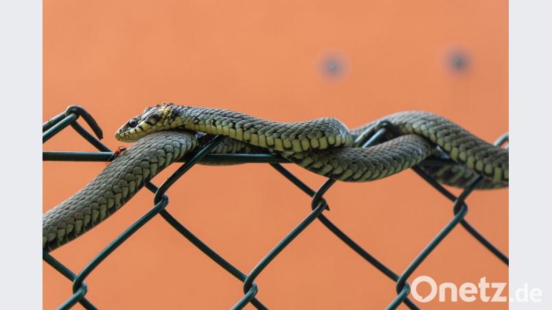 Ringelnatter und Ameise am Maschendrahtzaun. Bild: Rudi Wilhelm