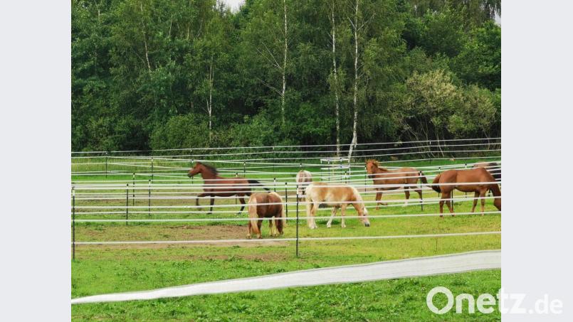 Das Unterstellen von Pferden in Gemeinschaftsstallungen wird immer beliebter. Bild: gz