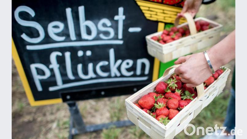 Auch in Coronazeiten werden die Erdbeerfelder in der Region öffnen. Bild: Hauke-Christian Dittrich/dpa