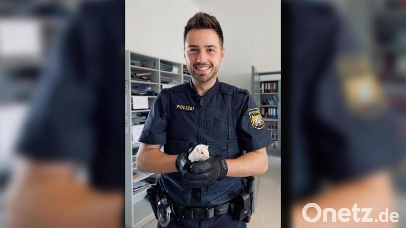 Ein Polizist hält den geretteten Hamster in seinen Händen. Zwei Beamte der Verkehrspolizeiinspektion Regensburg haben den Nager unter einem Kanaldeckel entdeckt und gerettet. Bild: Meyer/Verkehrspolizeiinspektion Regensburg/exb
