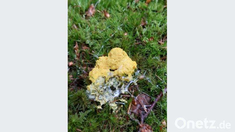 Die Schleimspur auf der Gelben Lohblüte ist deutlich zu erkennen. Bild: exb/Wolfgang Winter