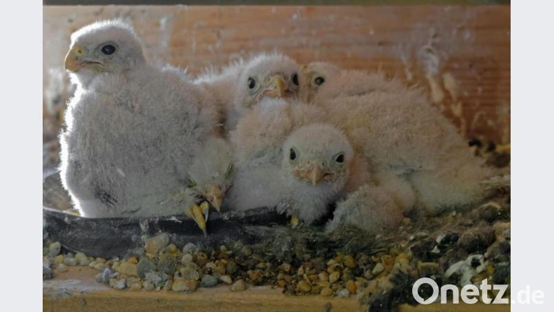 Dicht an dicht gedrängt schauen die fünf jungen Turmfalken mit großen Augen ihr Gegenüber an. Nicht eine Maus, die Vater oder Mutter regelmäßig zum Brutplatz bringen, streckt sich ihnen entgegen, sondern eine Kamera, mit der sie abgelichtet werden. Bild: tr