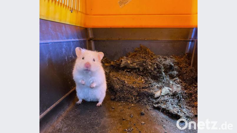 Der gerettete Hamster. Bild: Meyer/Verkehrspolizeiinspektion Regensburg/exb