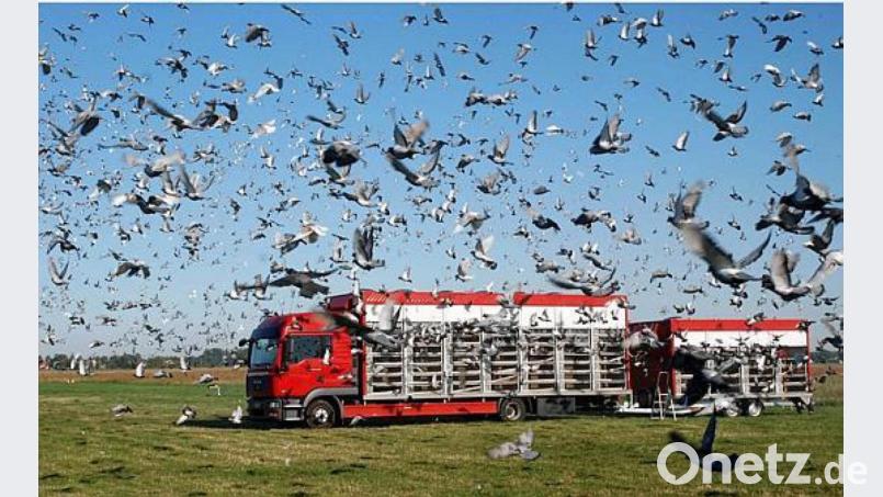 So sieht es aus, wenn die Boxen des Kabi geöffnet werden und Tausende Brieftauben zum Heimflug starten. Symbolbild: Verband deutscher Brieftaubenzüchter hka