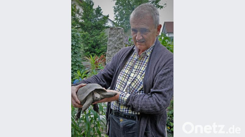 Edmund Schmid zeigt eine 20-jährige Maurische Landschildkröte, die auch heuer wieder ihre Eier im Sand vergraben hat Bild: twi