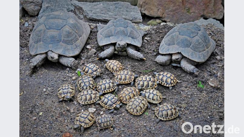 Die Schildkröteneltern freuen sich über ihren Nachwuchs, der mittlerweile neun Monate alt ist. Bild: twi