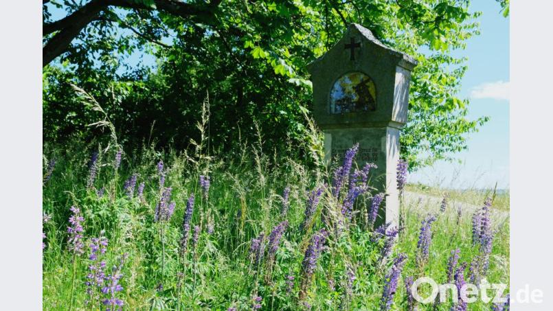 Zwischen einer uralten Kastanienallee laden beim Anstieg zum &quot;Berg der Speinsharter&quot; bebilderte Kreuzweg-Stationen zum stillen Gebet ein Bild: do