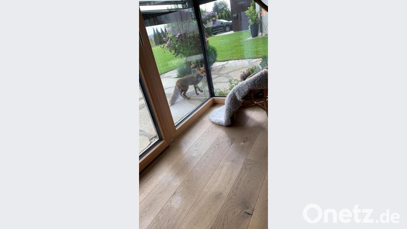 Leise schleicht der Fuchs um das Anwesen und wirft einen neugierigen Blick ins Wohnzimmer der Familie Daubenmerkl in Waldthurn. Wüsste das Tier, dass der Hauseigentümer Jäger ist, wäre er wohl vorsichtiger. Bild: dob