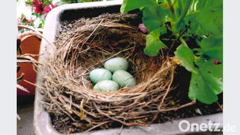 Vier türkisgrüne Vogeleier hat Sieglinde Luber in den Geranienkästen ihrer Gartenlaube entdeckt: Eine Amselmutter hat sich das ruhige Eck auf dem Grundstück am Feuerhof als Nistplatz ausgesucht - zur Freude der Bewohner. Bild: Sieglinde Luber/exb