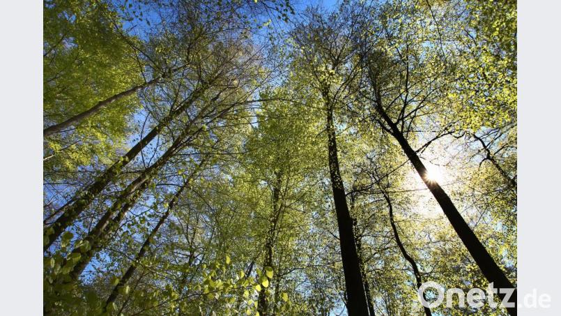 Buchen stehen bei Sonnelicht in einem Wald. Bild: Karl-Josef Hildenbrand/dpa