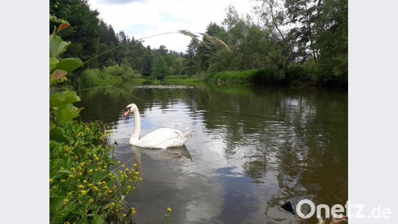 Die Wasserqualität der Vils ist nur &quot;mäßig&quot; - diesem Schwan bei Ensdorf (Kreis Amberg-Sulzbach) scheint dies allerdings nichts auszumachen. Bild: jut